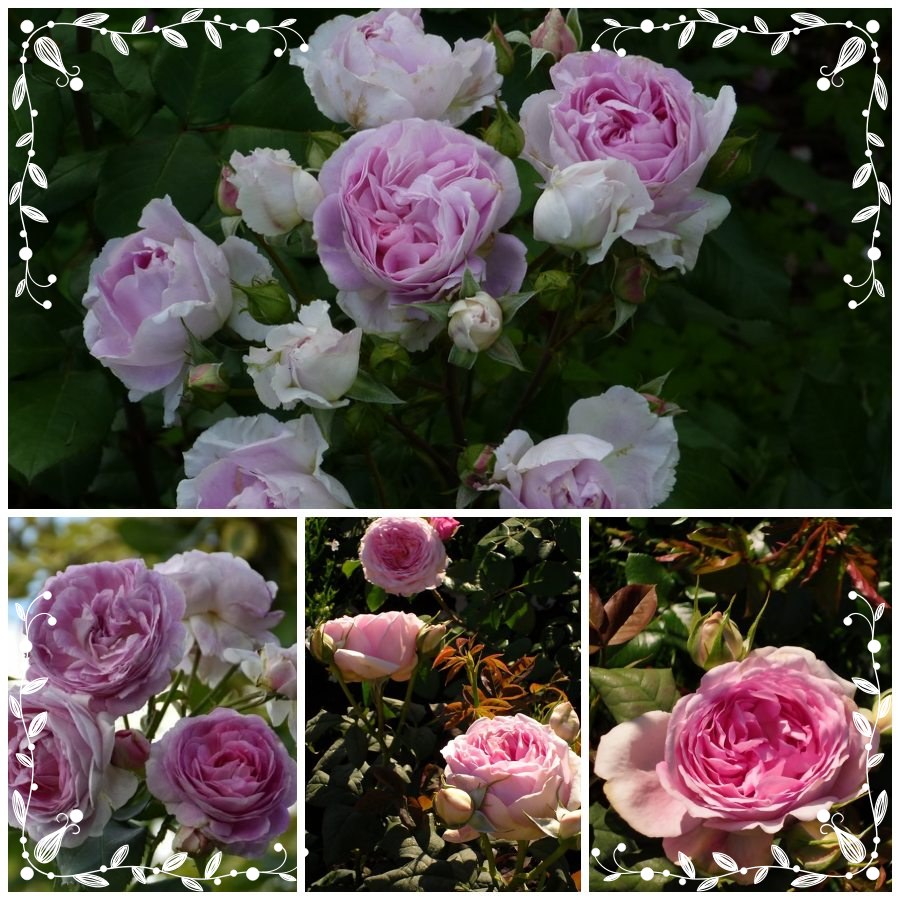 Saphir róże parkowe